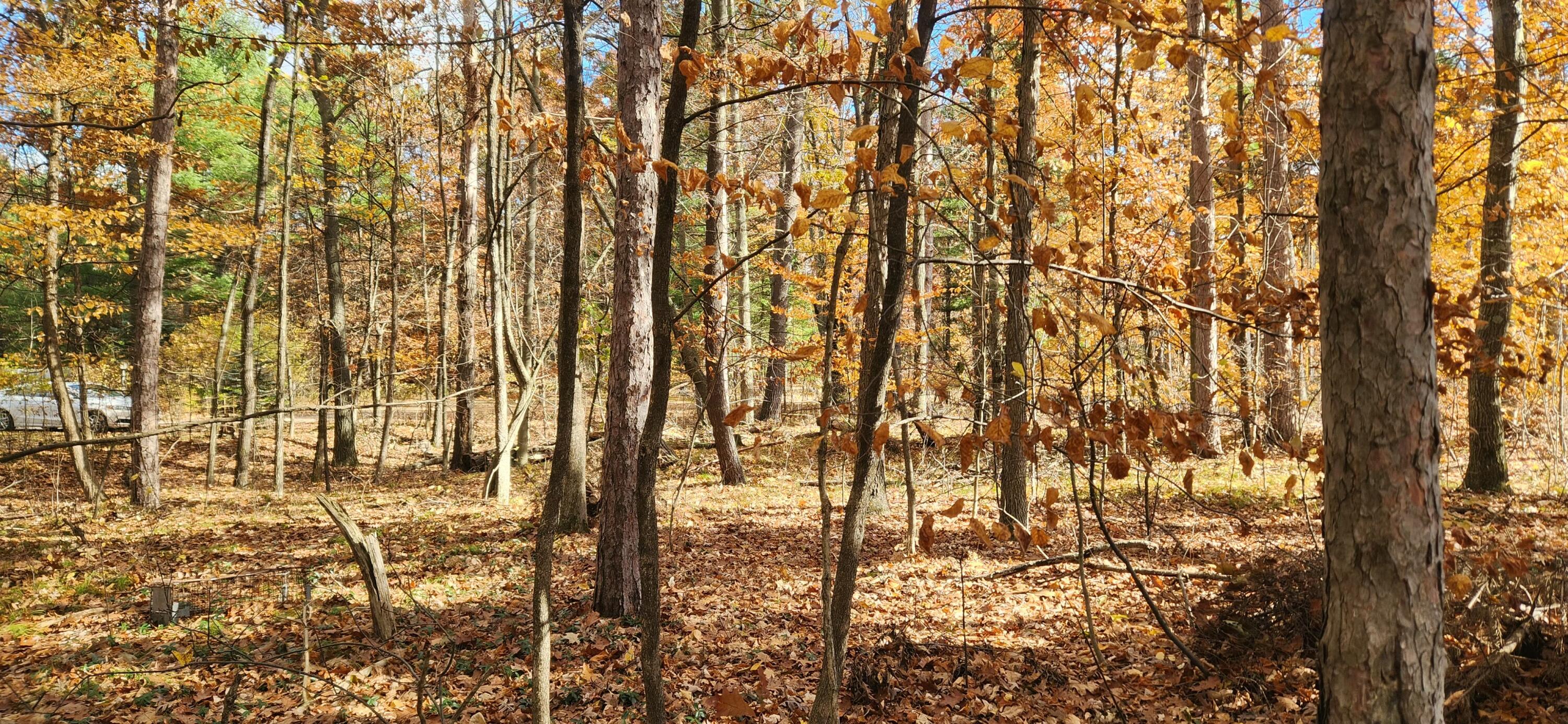 18160 Indian Village Road Big Rapids, MI 49307 - Photo 6 of 8 #6 Wooded lot