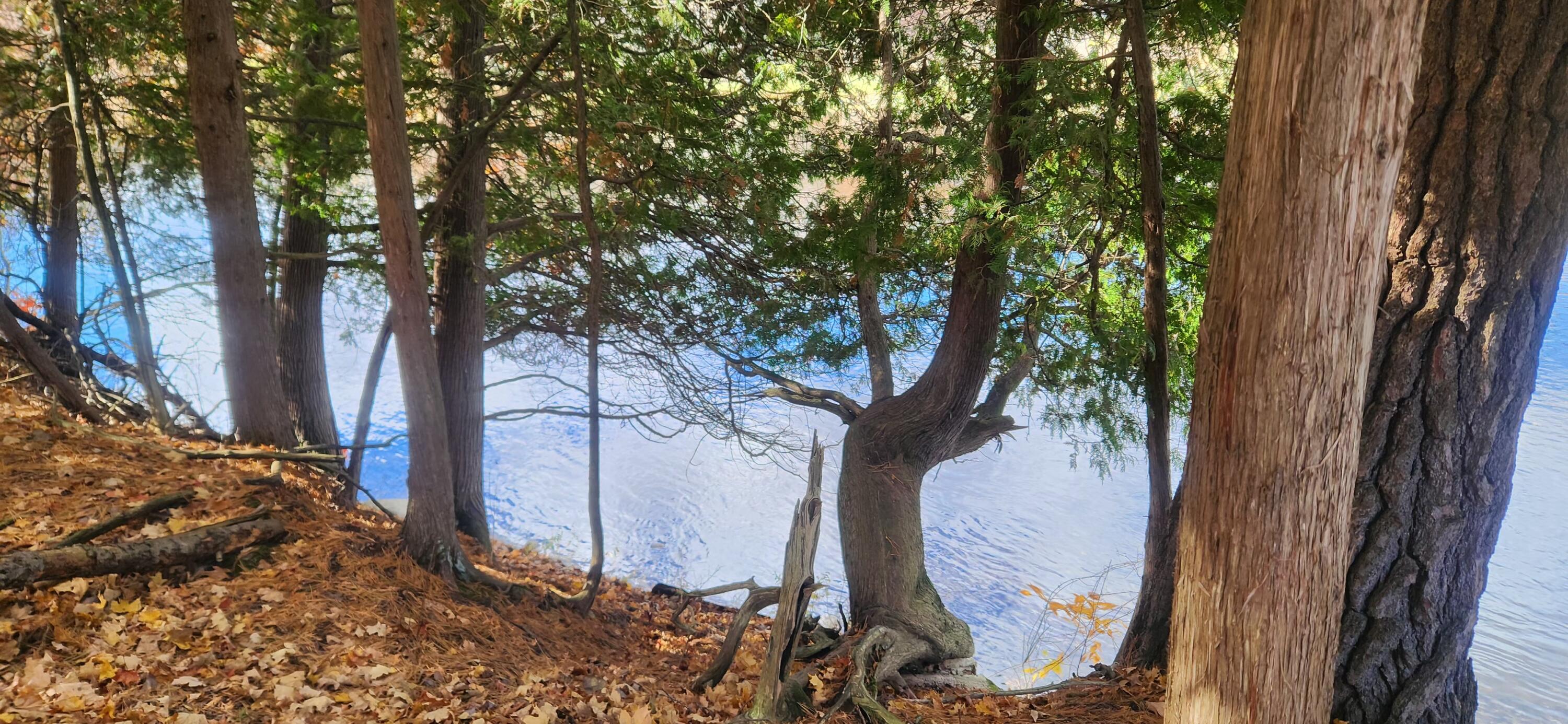 18160 Indian Village Road Big Rapids, MI 49307 - Photo 7 of 8 #7 View Right