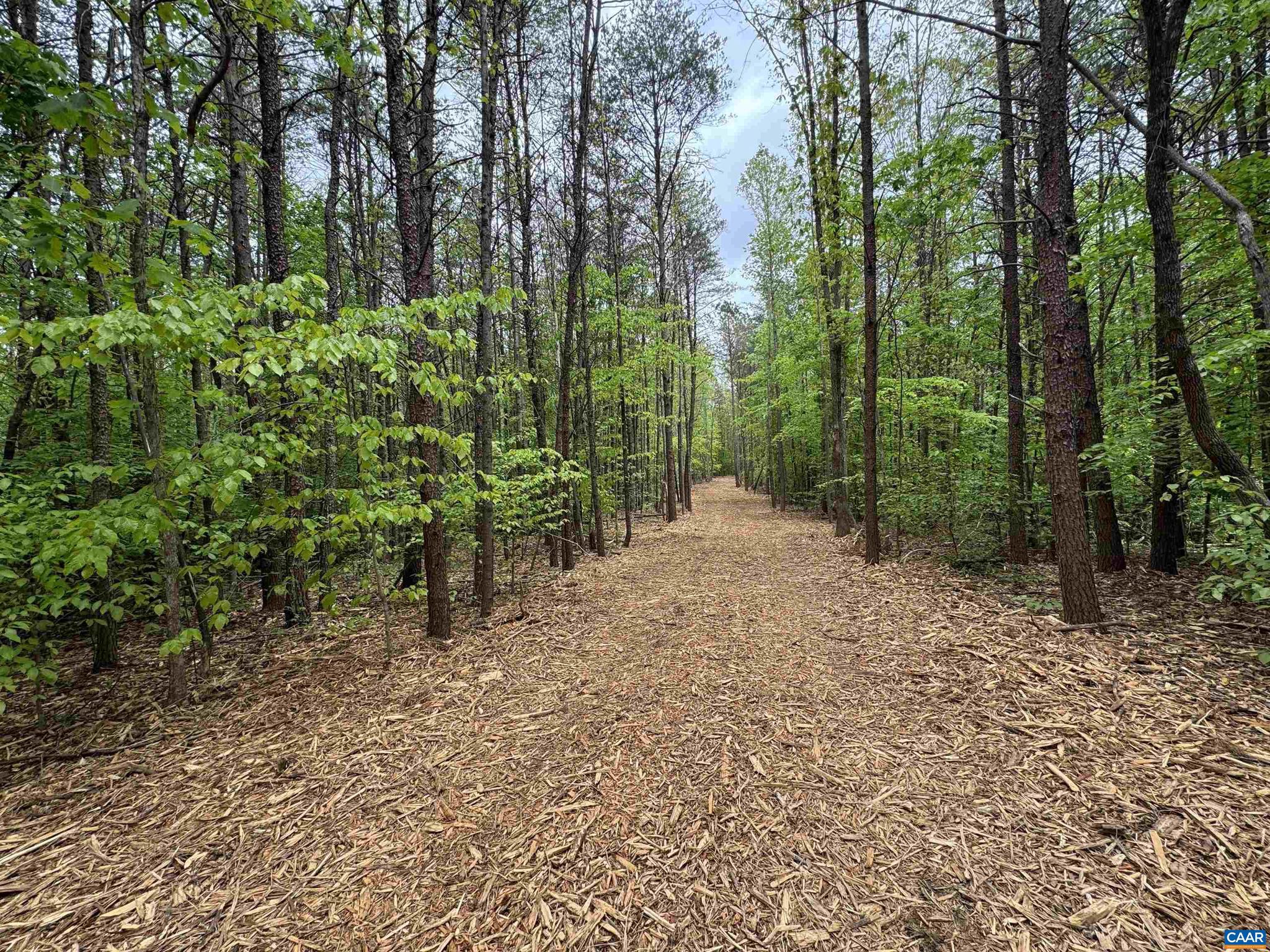 Hollywood Road Appomattox, VA 24522 - Photo 7 of 9 a view of a forest with trees