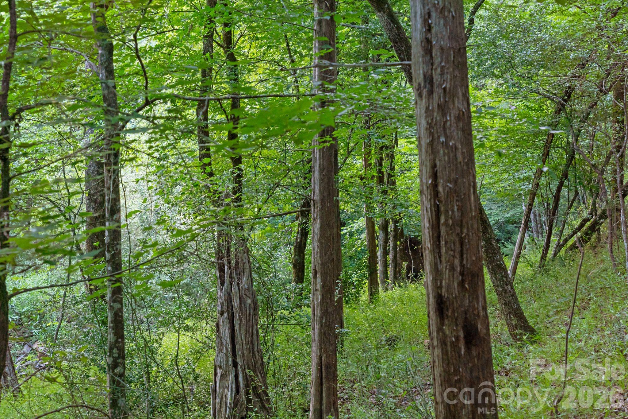 0 Lucy Short Cut Road, Unit 2 Marshville, NC 28103 - Photo 10 of 38 a view of a lush green forest