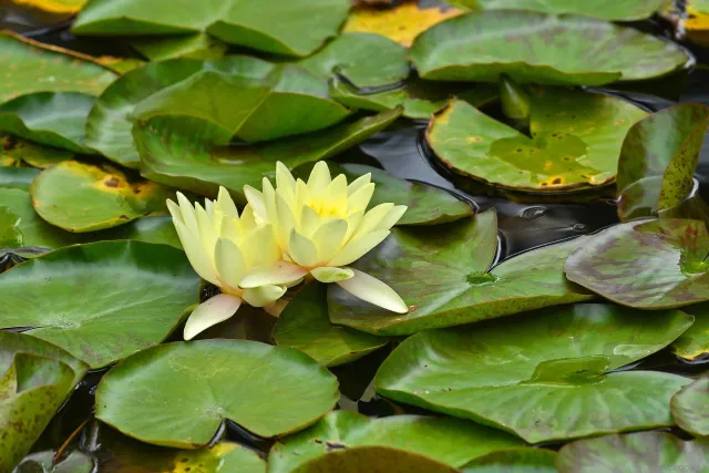 $425,000 | 4600 Lamont Street, Unit 102, San Diego, CA 92109