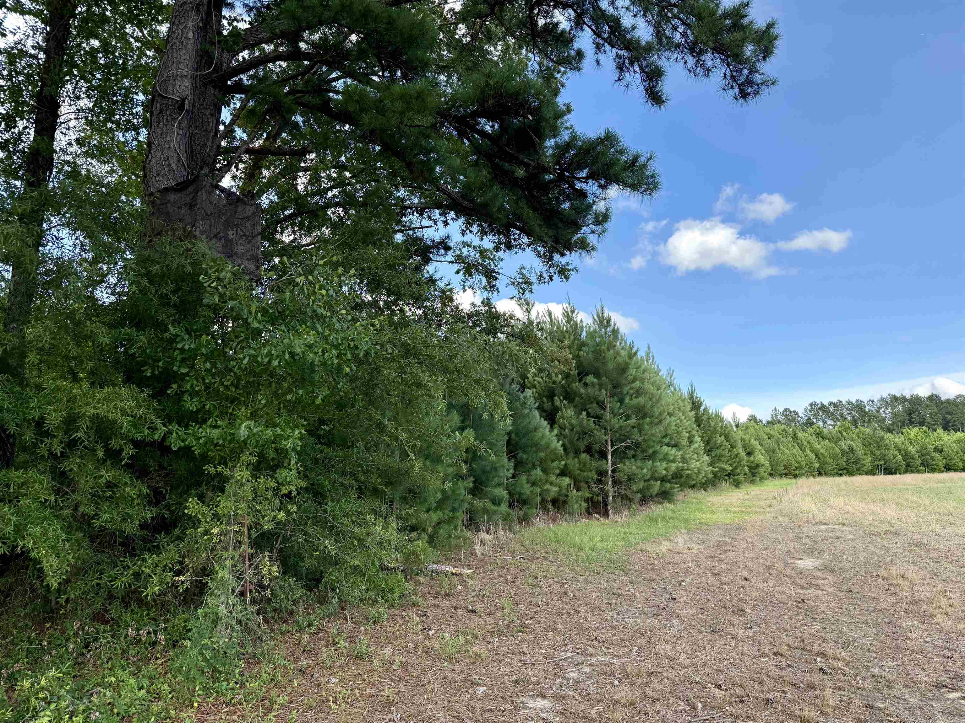 85-acres - Muddy Creek Road Hemingway, SC 29554 - Photo 10 of 31