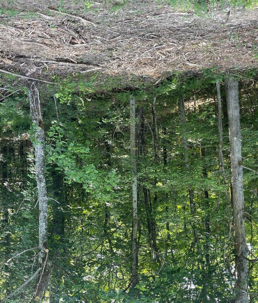 3 Jackson Point Road Sewanee, TN 37375 - Photo 11 of 26 Gallery Image 11
