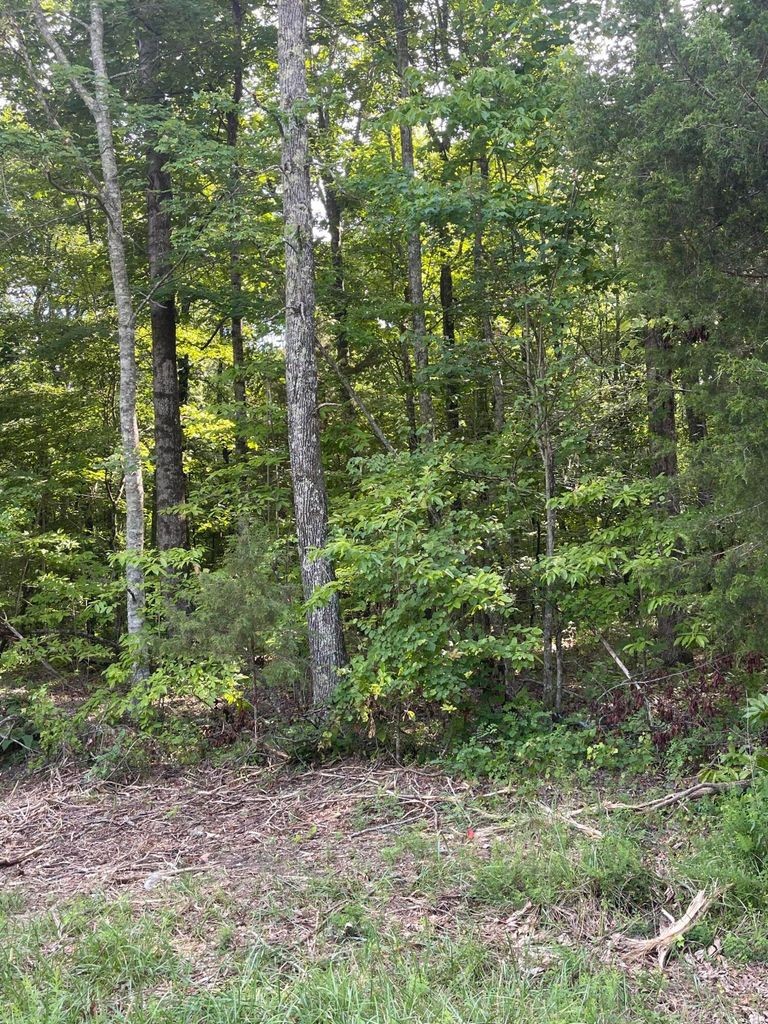 3 Jackson Point Road Sewanee, TN 37375 - Photo 12 of 26 Gallery Image 12