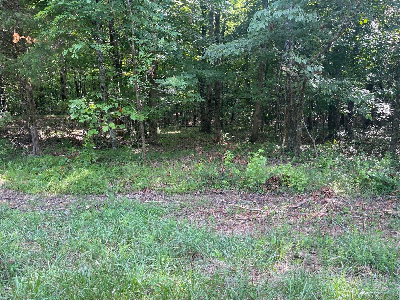 3 Jackson Point Road Sewanee, TN 37375 - Photo 4 of 26 Gallery Image 4
