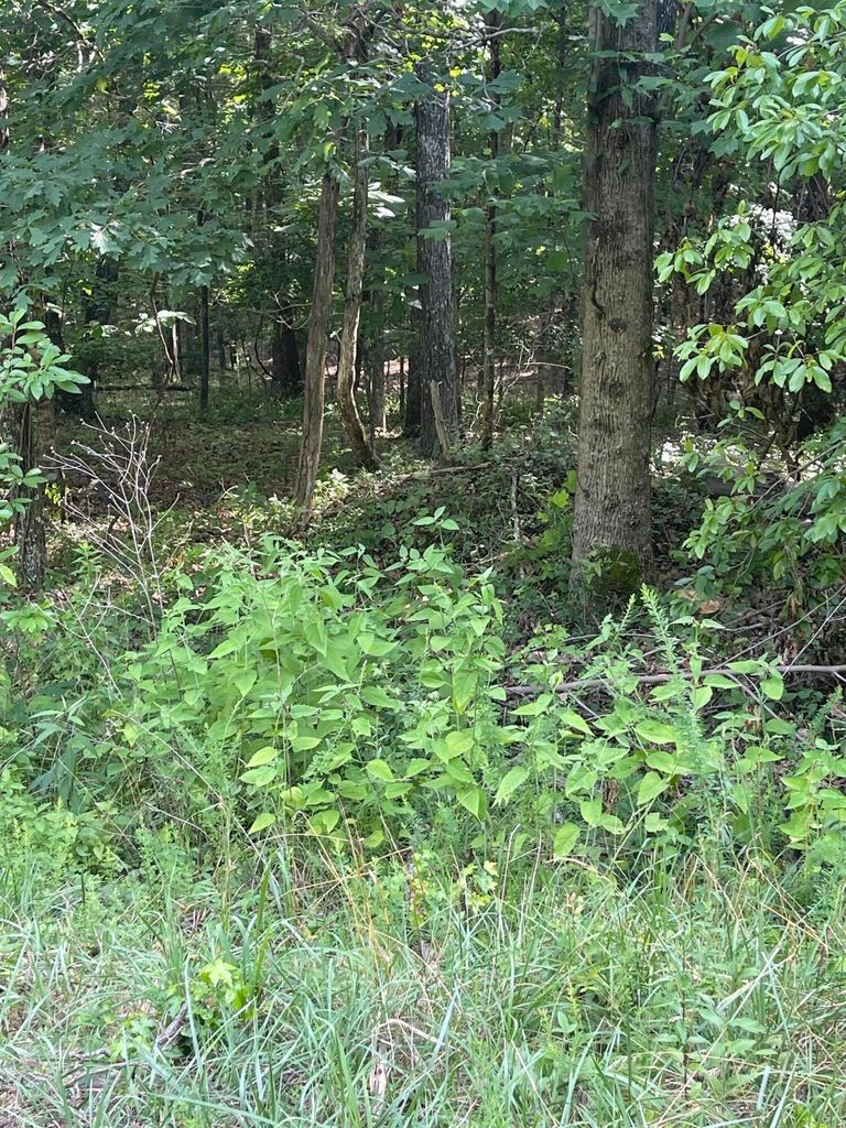 3 Jackson Point Road Sewanee, TN 37375 - Photo 5 of 26 Gallery Image 5