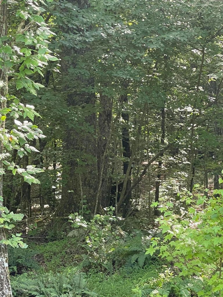 3 Jackson Point Road Sewanee, TN 37375 - Photo 8 of 26 Gallery Image 8