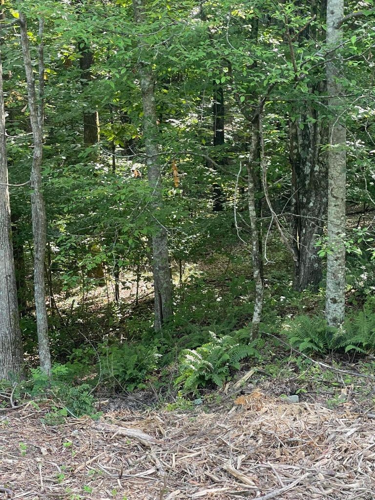 3 Jackson Point Road Sewanee, TN 37375 - Photo 10 of 26 Gallery Image 10