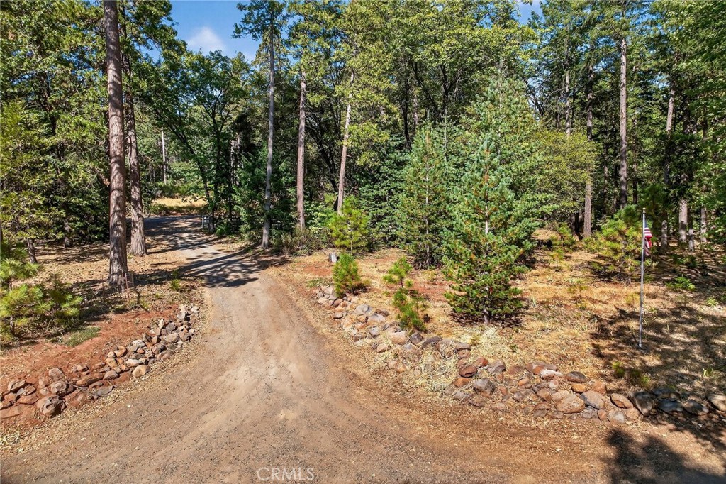 10202 Cohasset Road Chico, CA 95973 - Photo 65 of 71 a view of a forest with trees in the background