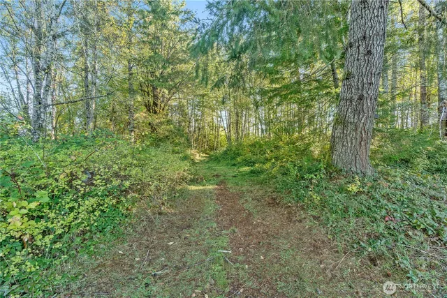 a view of a lush green forest