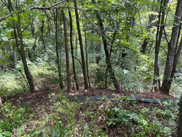 a view of a lake with a tree