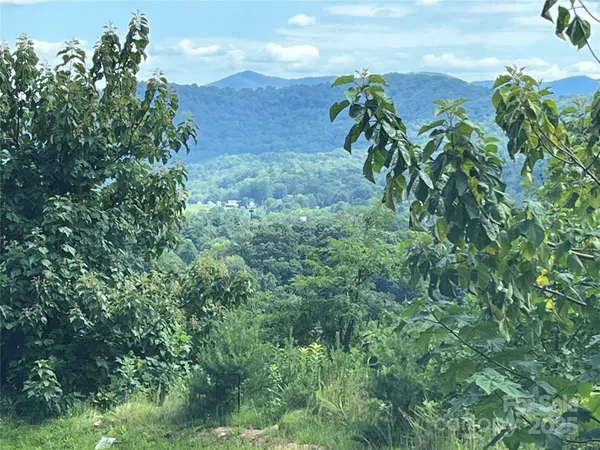 a view of a plant in a garden