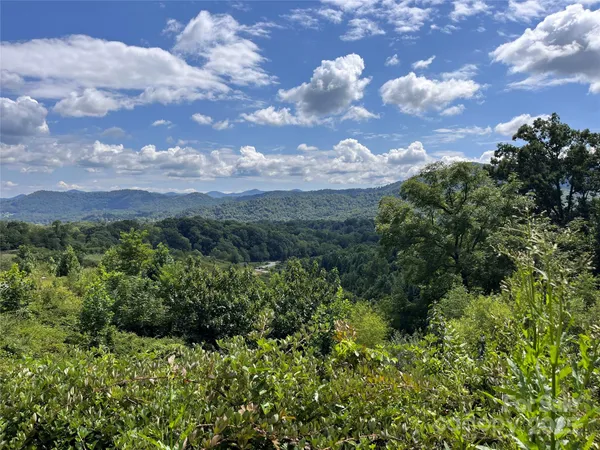 a view of a lush green forest