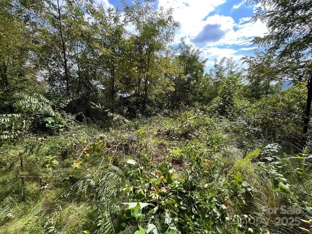 a view of a lush green forest with large trees