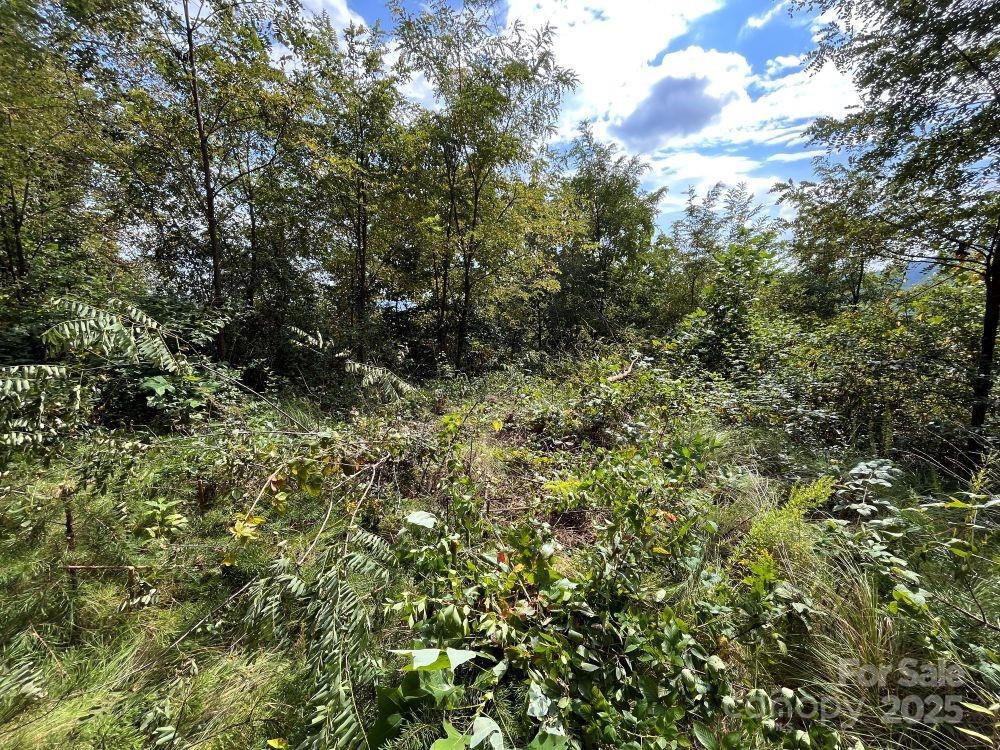 4 Summit View Drive, Unit 4 Candler, NC 28715 - Photo 8 of 23 a view of a lush green forest
