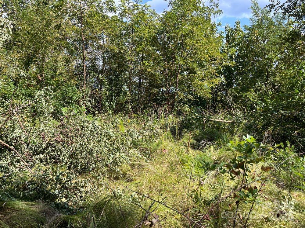 4 Summit View Drive, Unit 4 Candler, NC 28715 - Photo 9 of 23 a view of a lush green forest with large trees