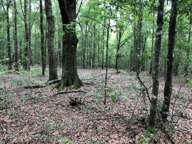 150-ac McDaniel Road Opp, AL 36467 - Photo 6 of 23 Gallery Image 6
