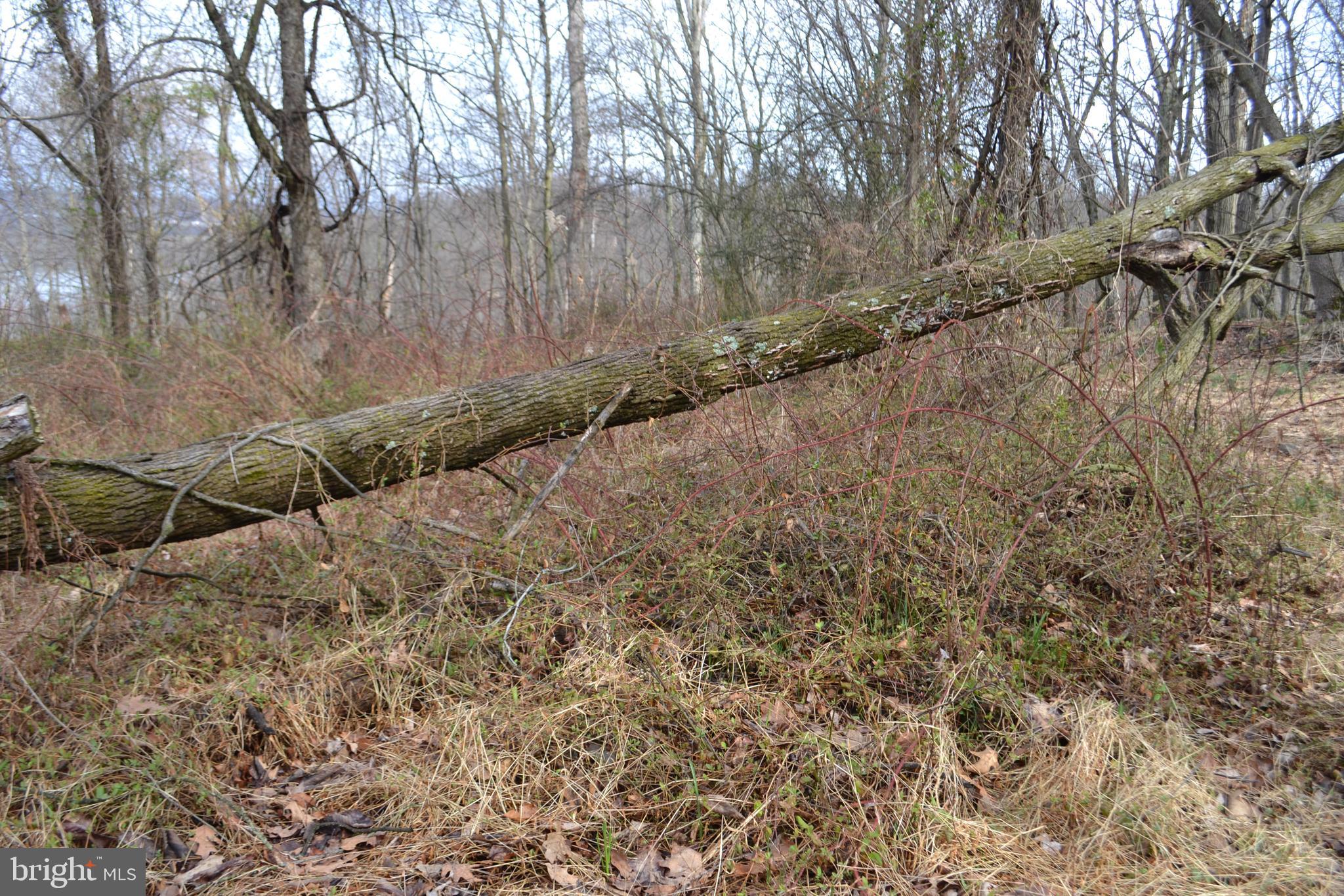 0 South River Road Halifax, PA 17032 - Photo 6 of 33