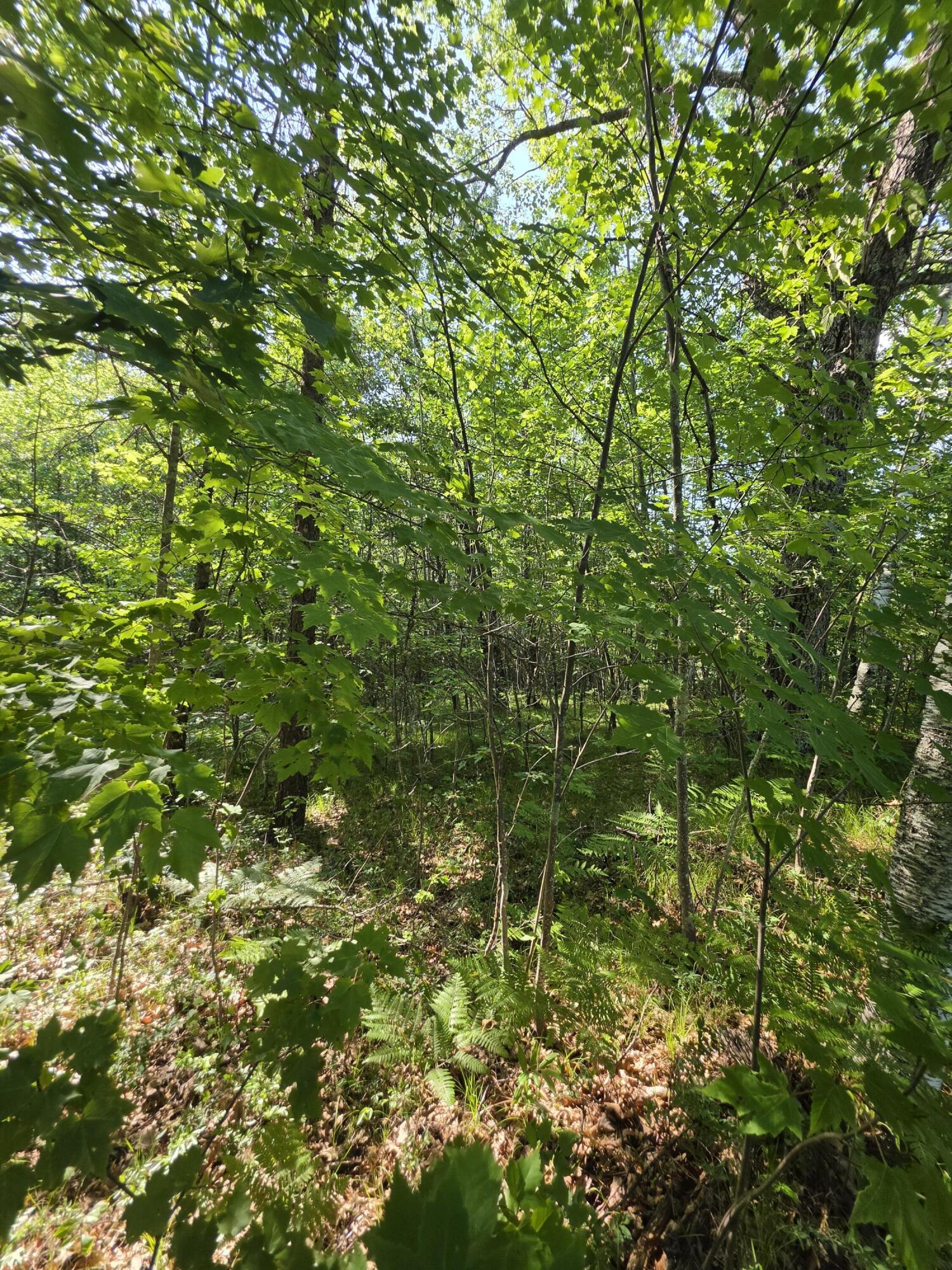 1.55-acres Oak Ridge Road Amberg, WI 54102 - Photo 4 of 6 095a0305-3de2-49c4-8e6b-56ba677fc181-1_a