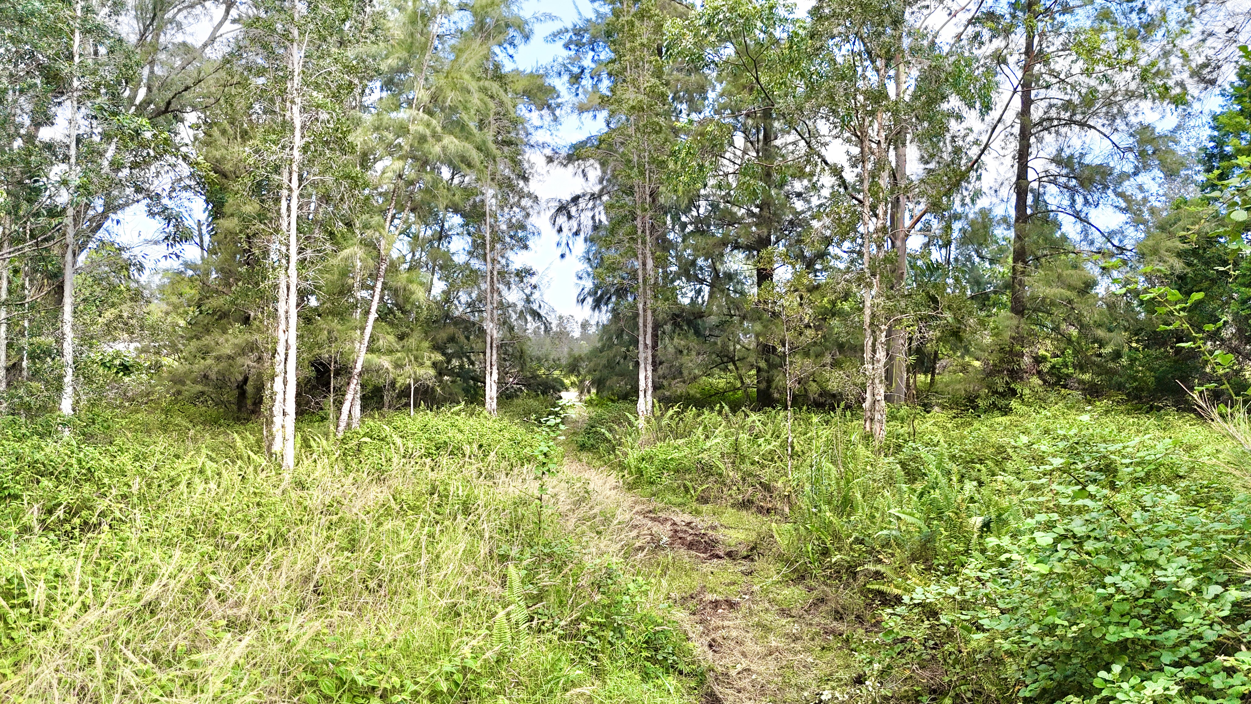 16-2012 Lot 2409 Road Mountain View, HI 96771 - Photo 4 of 10