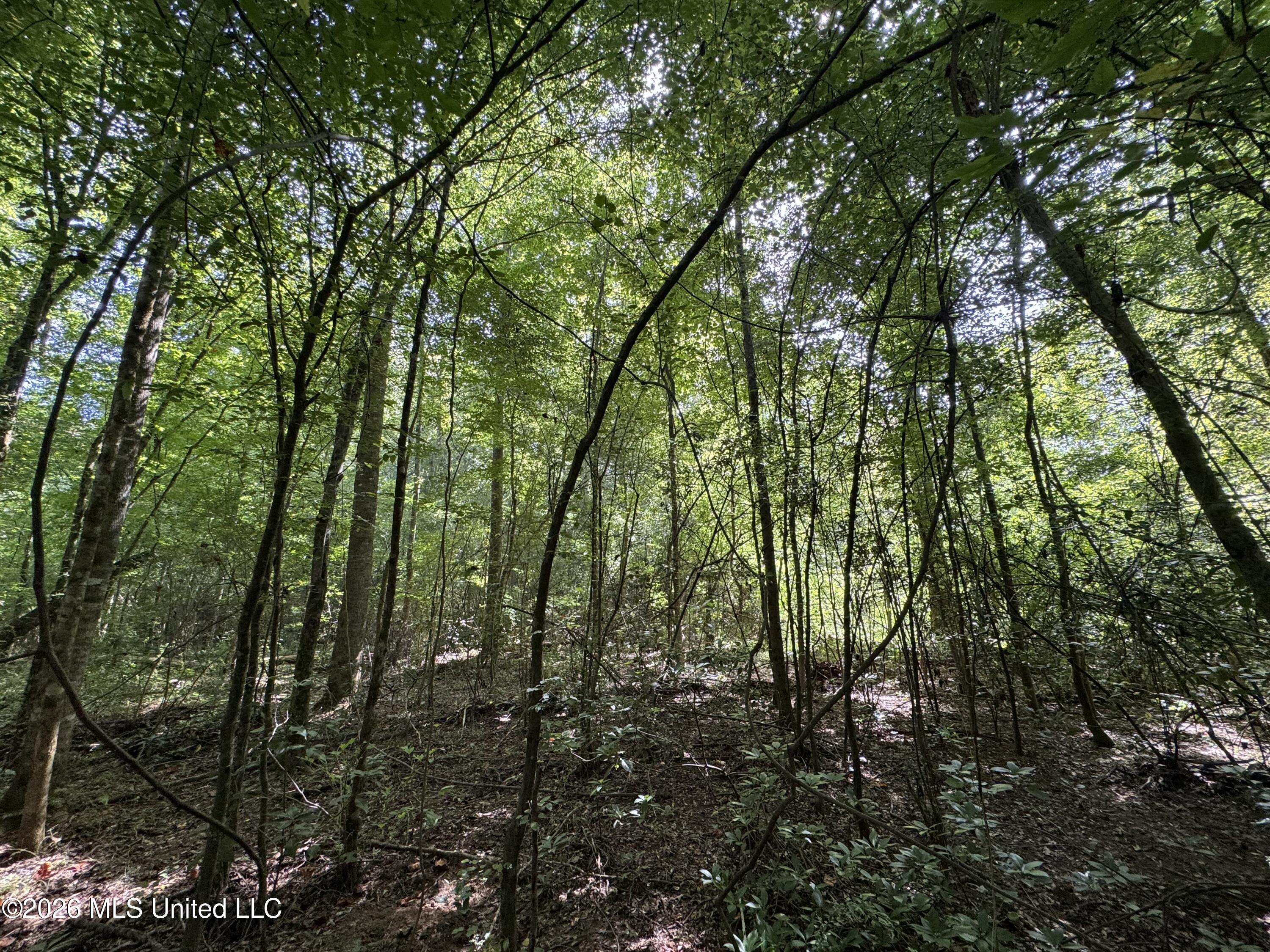 32 A Sauls Road Ruth, MS 39662 - Photo 20 of 22 Land-for-sale-Ruth-MS (19)