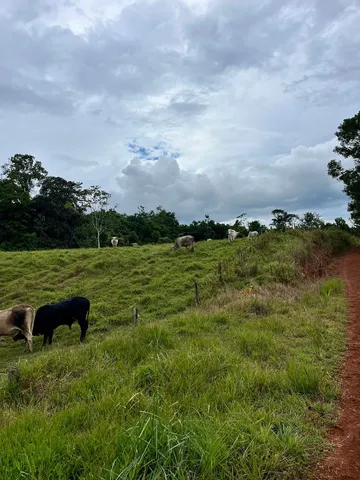 a view of a garden with an outdoor space