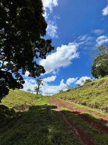 a view of a big yard with potted plants and wooden fence