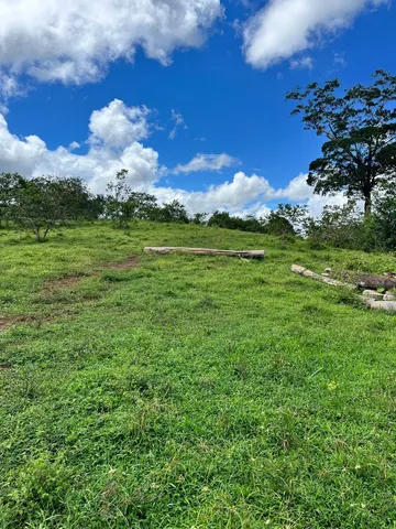 a view of a big yard with plants and large trees