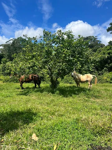 a view of a back yard