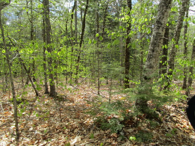 0 Scotts Neck Road Ellsworth, ME 04605 - Photo 3 of 6 IMG_0653