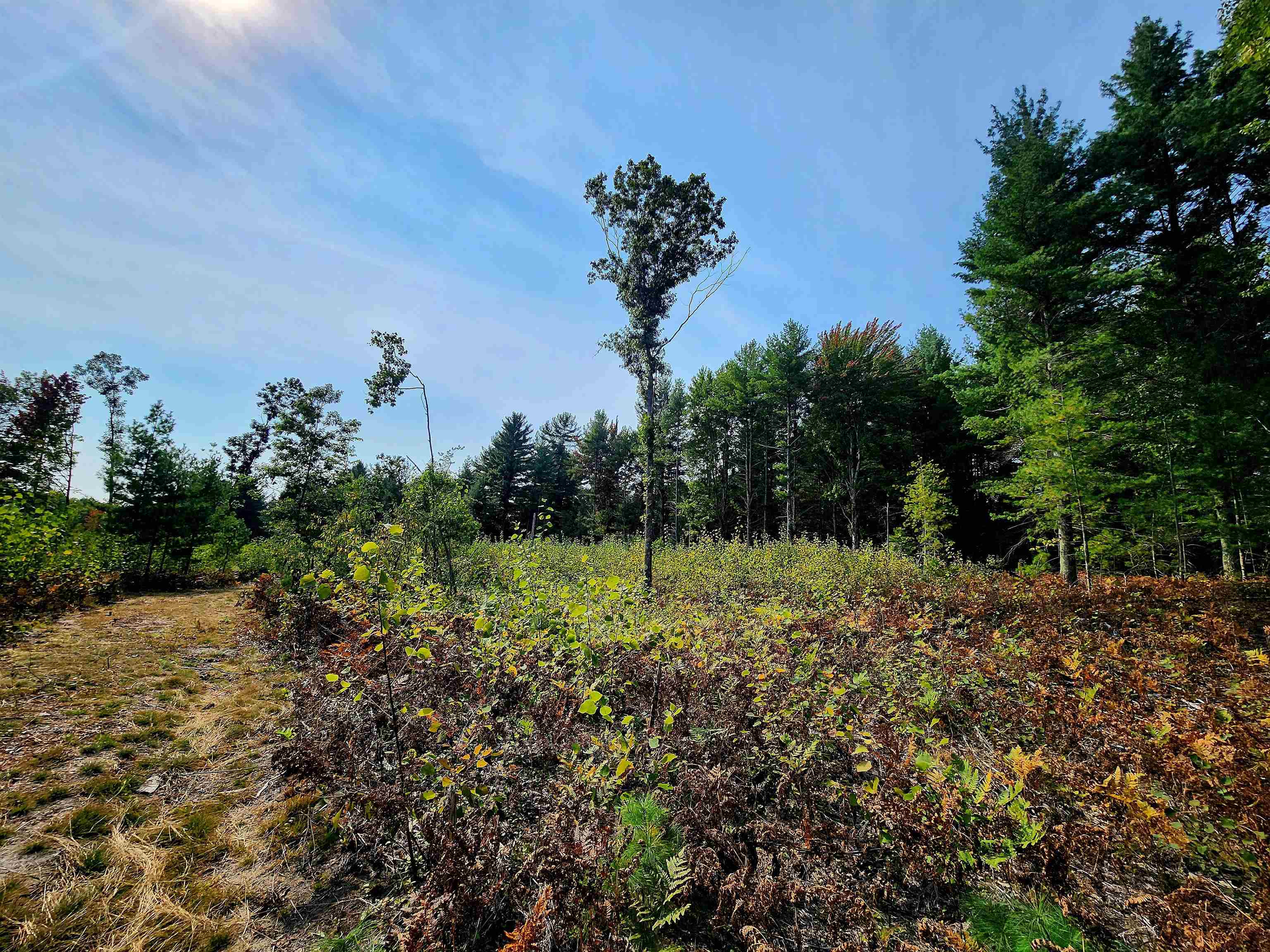 39.20-acres Lindroos Road Kaleva, MI 49645 - Photo 12 of 28 Gallery Image 12