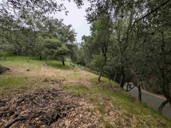 a view of a forest with trees in the background