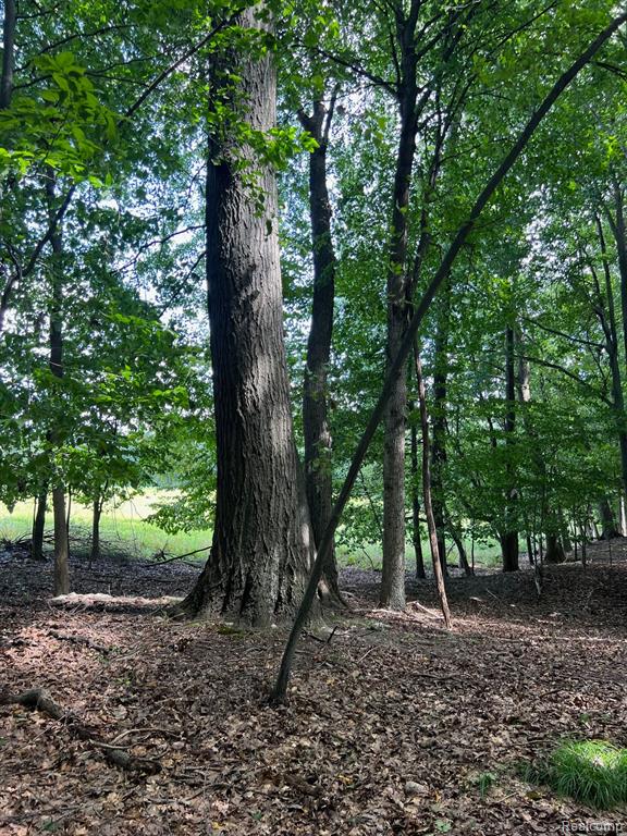 4460 Scholtz Road North Branch, MI 48461 - Photo 11 of 39 Gallery Image 11