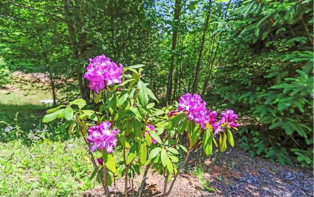 11 Haven Way Blue Ridge, GA 30513 - Photo 21 of 21