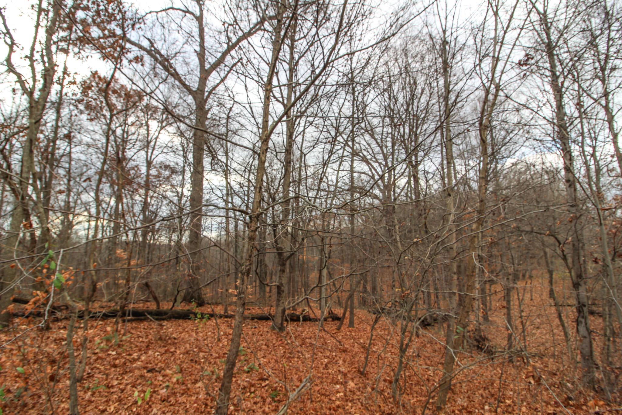 0 Shaver Road Blue Rock, OH 43720 - Photo 10 of 26 IMG_7583