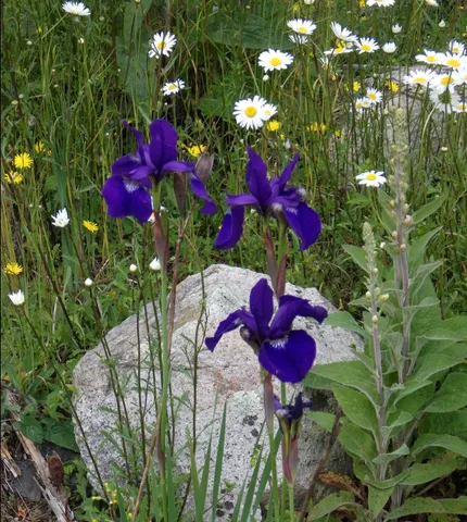 $2,900,000 | 360 Red Point Road, Swans Island, ME 04685