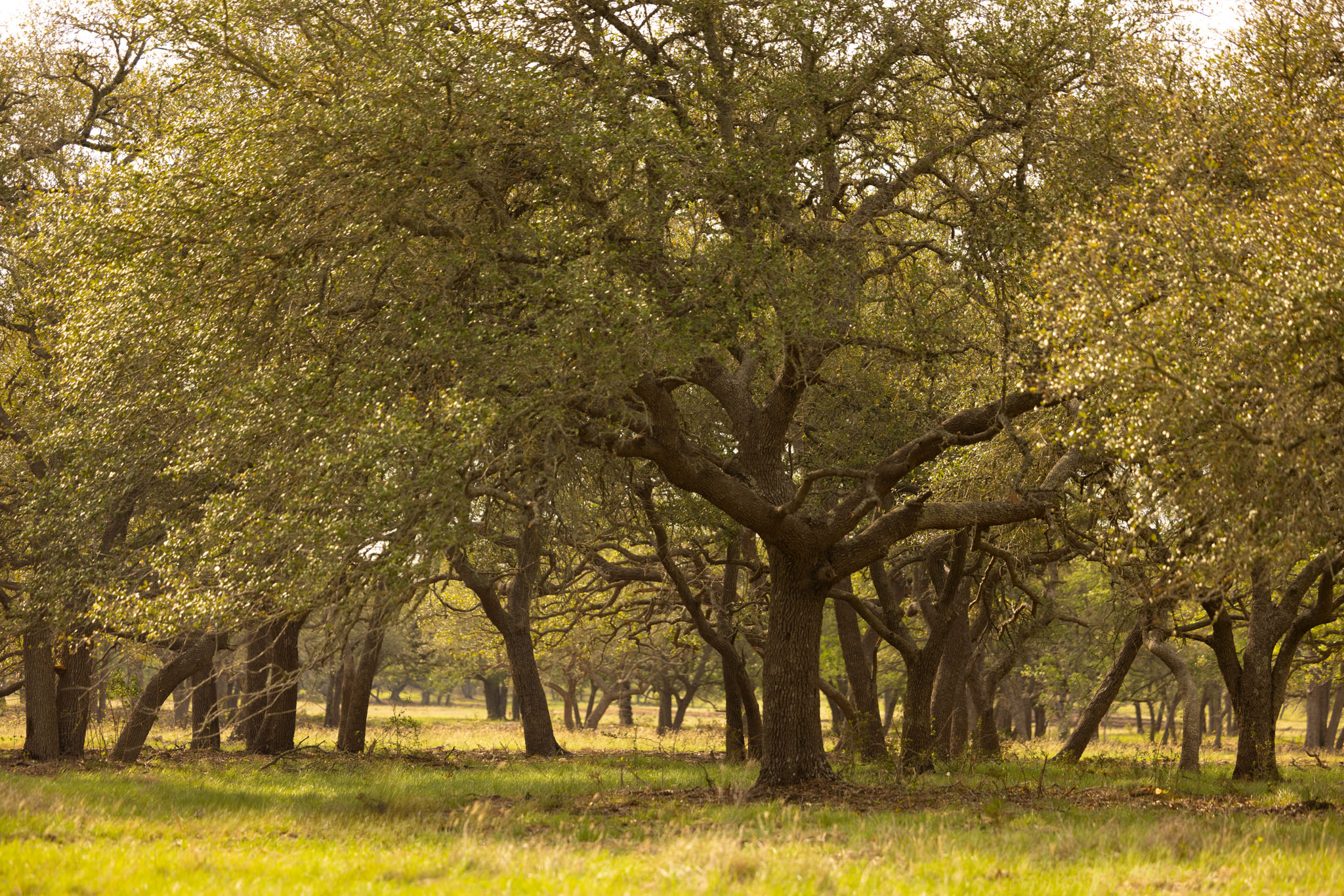 2609 Prochnow Road Dripping Springs, TX 78620 - Photo 4 of 14 Expansive natural landscape featuring numerous mature trees with full canopies and a verdant ground cover