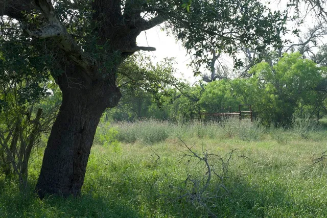 a view of a lake with a tree