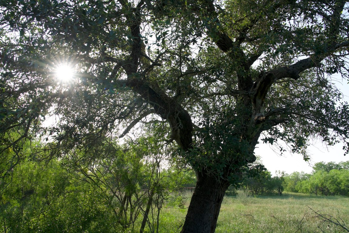 Tbd Taylorsville Road Red Rock, TX 78662 - Photo 13 of 33 a view of tree with lots of trees