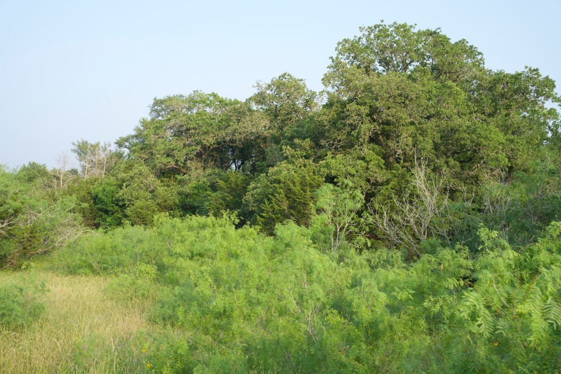 Tbd Taylorsville Road Red Rock, TX 78662 - Photo 20 of 33 a view of a lush green space