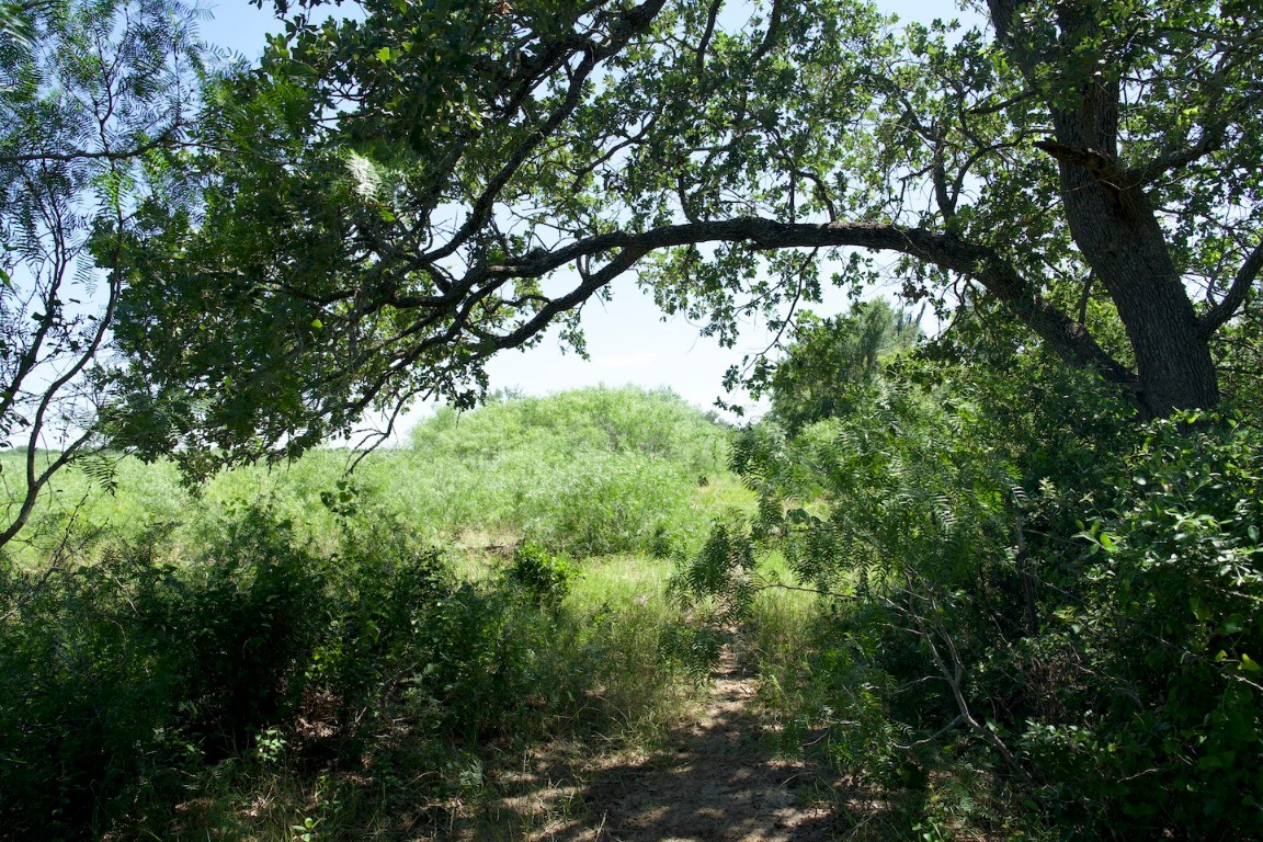 Tbd Taylorsville Road Red Rock, TX 78662 - Photo 24 of 33 a view of tree