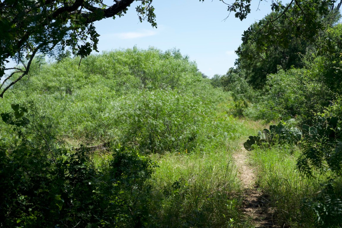 Tbd Taylorsville Road Red Rock, TX 78662 - Photo 25 of 33 a view of a lush green forest