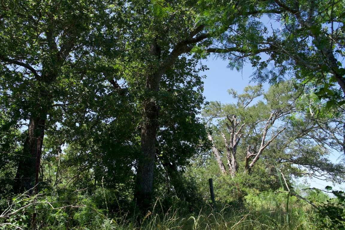 Tbd Taylorsville Road Red Rock, TX 78662 - Photo 26 of 33 a picture of tree