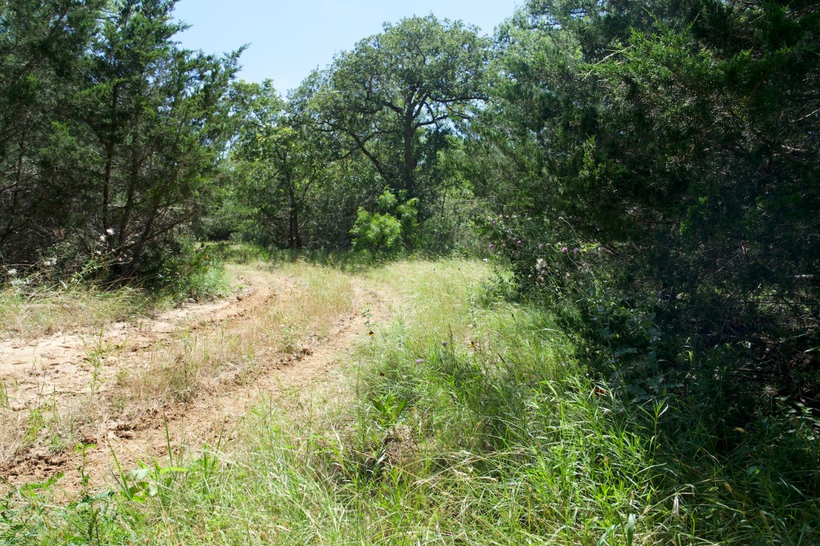 Tbd Taylorsville Road Red Rock, TX 78662 - Photo 28 of 33 a view of a yard with plants and tree