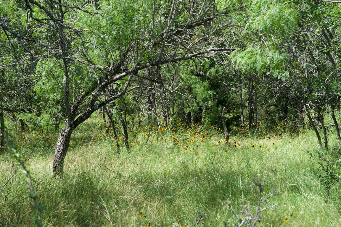 Tbd Taylorsville Road Red Rock, TX 78662 - Photo 32 of 33 a view of a lush green space