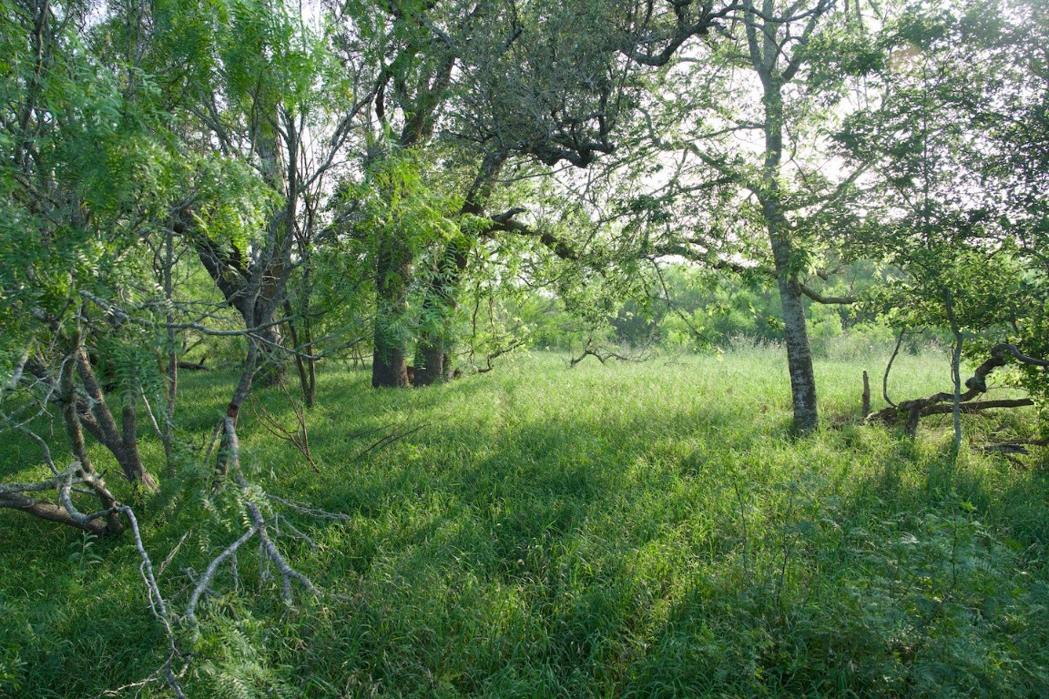 Tbd Taylorsville Road Red Rock, TX 78662 - Photo 6 of 33 a view of a lush green space