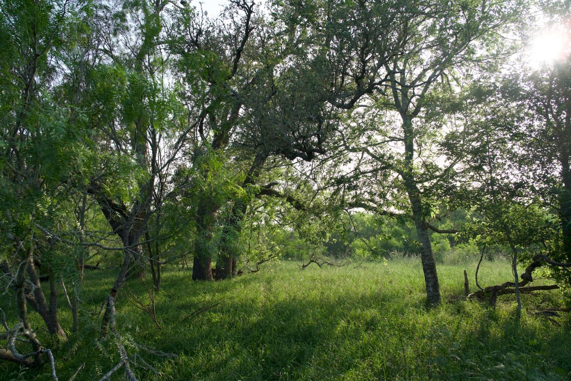 Tbd Taylorsville Road Red Rock, TX 78662 - Photo 7 of 33 a big yard with lots of green space and deers