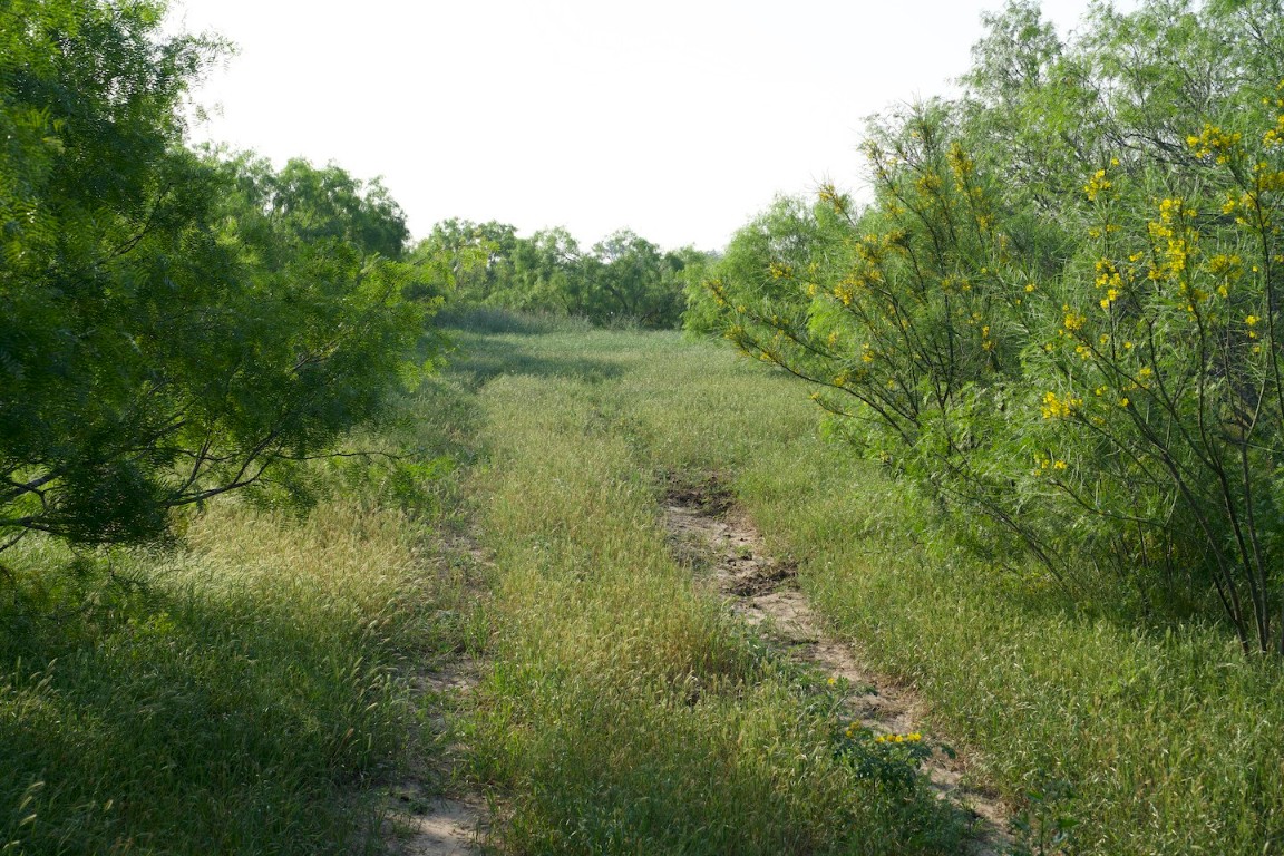 Tbd Taylorsville Road Red Rock, TX 78662 - Photo 9 of 33 a view of a lush green forest with large trees