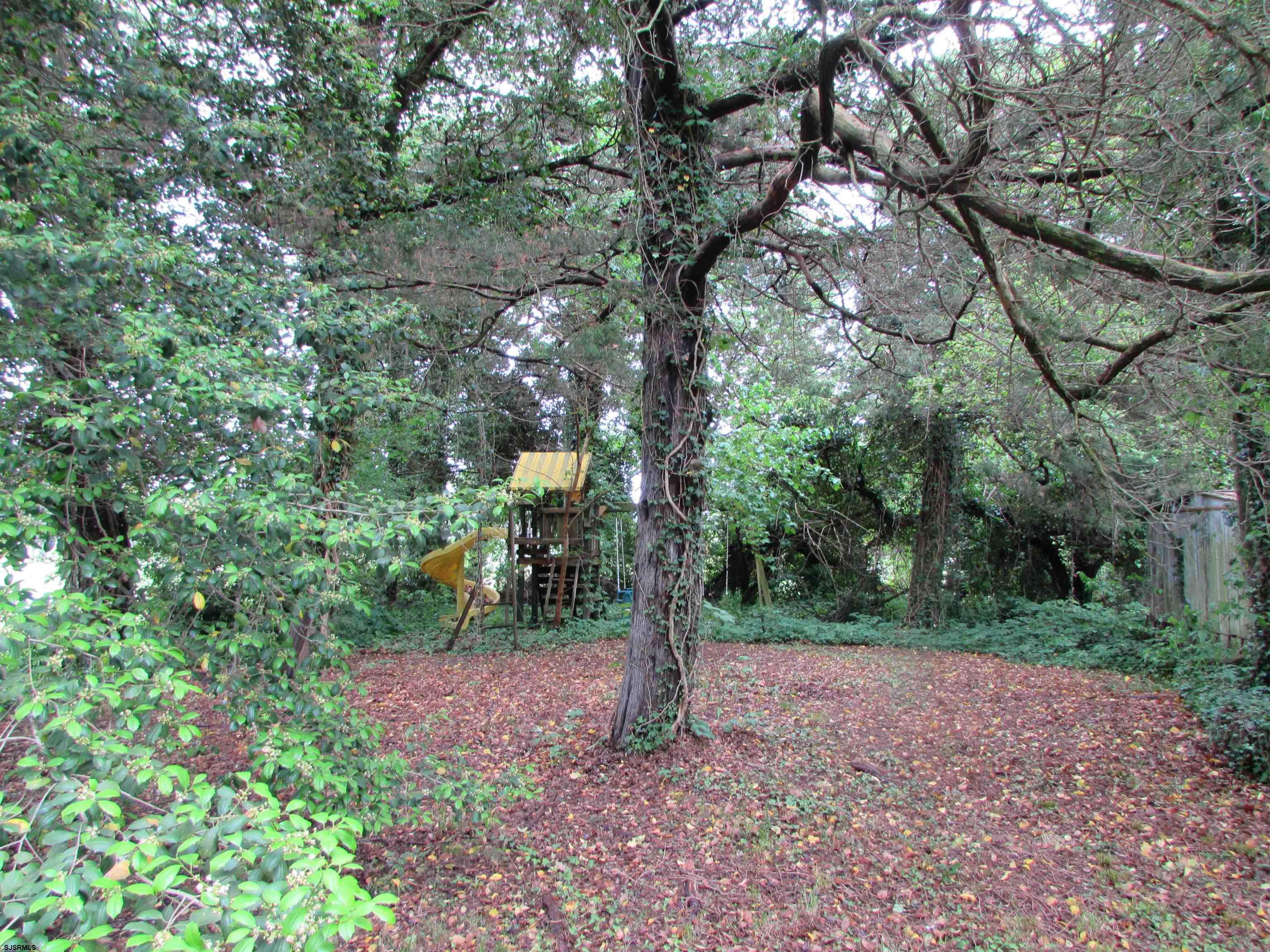744 Shore Road Linwood, NJ 08221 - Photo 40 of 43 a view of a forest filled with trees