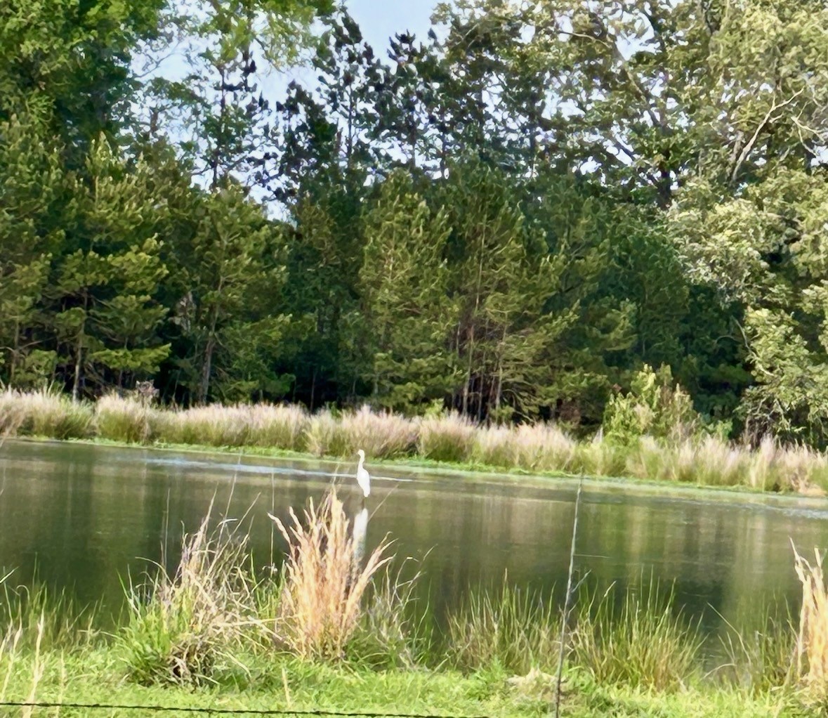 141 Walnut Loop Shepherd, TX 77371 - Photo 46 of 50 Another lake view-